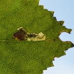 Ectoedemia minimella ~ Oud-Turnhout ~ Landschap de Liereman (Antwerpen) 22-09-2019 ©Steve Wullaert