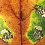 Ectoedemia quinquella - Late eikenmineermot