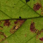Ectoedemia rubivora - Bramenblaasmijnmot