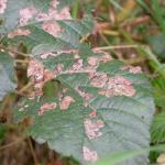 Ectoedemia rubivora - Bramenblaasmijnmot
