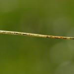 Elachista bifasciella - Tweebandgrasmineermot