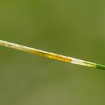 Elachista bifasciella - Tweebandgrasmineermot