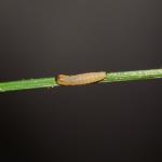 Elachista bifasciella - Tweebandgrasmineermot