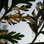 Epermenia chaerophylella - Mineerborstelmot