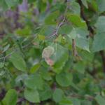 Eriocrania cicatricella - Roze purpermot