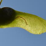 Etainia louisella ~ Borgloon ~ Opleeuw (Limburg) 24-08-2019 ©Steve Wullaert