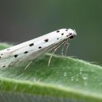 Ethmia terminella - De Panne ~ Krakeelduinen (West-Vlaanderen) 20-06-2021 ©Damien Gailly