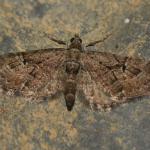 Eupithecia pusillata - As ~ Heiderbos (Limburg) 08-09-2019 ©Steve Wullaert