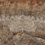 Eupithecia semigraphata - Aywaille ~ Heid des Gattes (Luik) 16-06-2018 ©Steve Wullaert