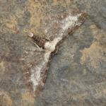 Eupithecia succenturiata - Gouvy ~ Pont de Bellain - Ourthe Oriental (Luxemburg) 12-06-2022 ©Steve Wullaert