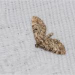 Eupithecia tantillaria - Voeren ~ Het Veursbos (Limburg) 22-04-2017 ©Chris Steeman