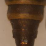 Ocnerostoma piniariella - Grijs naaldkwastje