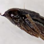Phyllocnistis unipunctella - Eenstipslakkenspoormot