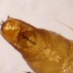 Phyllonorycter klemanella - Goudrugelzenvouwmot