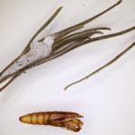 Spilonota laricana - Bonte larixbladroller