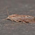 Galleria mellonella - Koersel ~ De Vallei van de Zwarte Beek (Limburg) 29-07-2017 ©Steve Wullaert