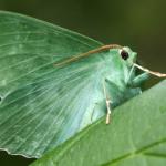 Geometra papilionaria - Stockay ~ Terrils et Decanteurs (Luik) 15-06-2019 ©Philippe Vanmeerbeeck