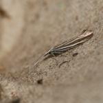 Coleophora pyrrhulipennella - Gestreepte heidekokermot