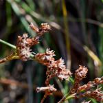 Goniodoma limoniella - Keizersgalmot