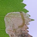 Heringocrania unimaculella - Zilvervlekpurpermot