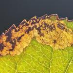 Ectoedemia atricollis - Zwartkopblaasmijnmot