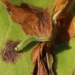 Scrobipalpula tussilaginis - Hoefbladpalpmot