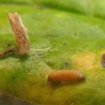 Coleophora obscenella - Guldenroedekokermot