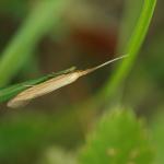 Coleophora ochrea - Zonneroosjeskokermot