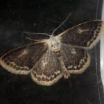 Idaea biselata - Andenne ~ Réserve naturelle de Sclaigneaux (Luik) 14-07-2018 ©Philippe Vanmeerbeeck