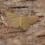 Idaea dilutaria - Aywaille ~ Heid des Gattes (Luik) 16-06-2018 ©Steve Wullaert