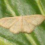 Idaea straminata - Trooz ~ La Rochette (Luik) 16-06-2018 ©Steve Wullaert