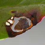 Incurvaria masculella - Gewone witvlekmot