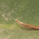 Coleophora limoniella - Nieuwpoort ~ De IJzermonding (West-Vlaanderen) - 04-07-2020 ©Wim Declercq