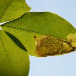 Leucoptera laburnella - Goudenregenmot