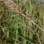 Mantis religiosa (Euopese bidsprinkhaan) - Ruette ~ Luxemburg 14-09-2019 ©Steve Wullaert