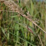 Mantis religiosa (Euopese bidsprinkhaan) - Ruette ~ Luxemburg 14-09-2019 ©Steve Wullaert