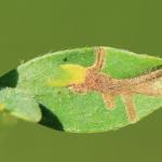 Micrurapteryx kollariella - Bremsteltmot