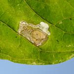 Mompha terminella op Circaea lutetiana (groot heksenkruid) - Latour ~ Près de Latour -Luxemburg 14-09-2019 ©Steve Wullaert