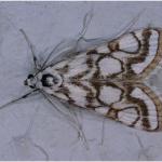 Nymphula nitidulata - Egelskopmot
