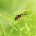 Nemophora degeerella - Koksijde ~ Hannecartduinen - 1000-soortendag - West-Vlaanderen 19-05-2018 ©Declercq Wim