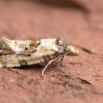 Neocochylis molliculana - De Panne ~ Krakeelduinen (West-Vlaanderen) 20-06-2021 ©Damien Gailly