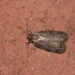 Neospaleroptera nubilana - Furfooz ~ Parc national de Furfooz (Namen) 10-06-2017 ©Steve Wullaert 