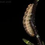 Noctua pronuba - Lanaken ~ De Vallei van de Ziepbeek (Limburg) 18-03-2017 ©Ben Steeman