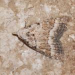 Nola aerugula - Nieuwpoort ~ De IJzermonding (West-Vlaanderen) - 04-07-2020 ©Steve Wullaert