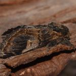 Notodonta tritophus ~ Borgloon ~ Opleeuw (Limburg) 24-08-2019 ©Steve Wullaert