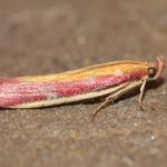 Oncocera semirubella - Stockay ~ Terrils et Decanteurs (Luik) 11-07-2020 ©Steve Wullaert