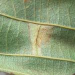 Phyllonorycter rajella - Gewone elzenvouwmot