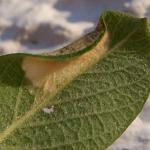 Phyllonorycter salicicolella - Wilgenvouwmot