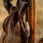 Coleophora virgaureae