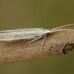 Coleophora silenella - IJlbestippeld silenekokermotje